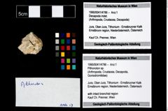 Foto (Objekt + Etikett) von Pithonoton sp.  (NHMW-GEO-1990-0041-4786)
